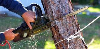 How Our Tree Care Process Works  in  Palmer, TX