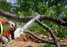 Reliable Palmer, TX Tree Removal Services Solutions