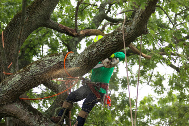 Best Tree Removal  in Palmer, TX