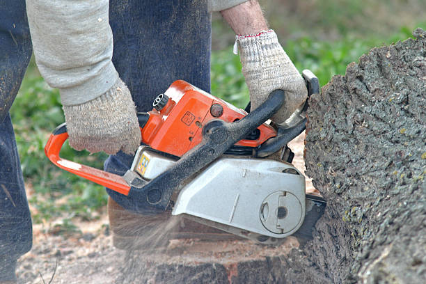 Best Emergency Tree Removal  in Palmer, TX