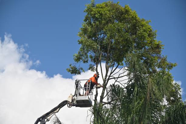 Best Hazardous Tree Removal  in Palmer, TX