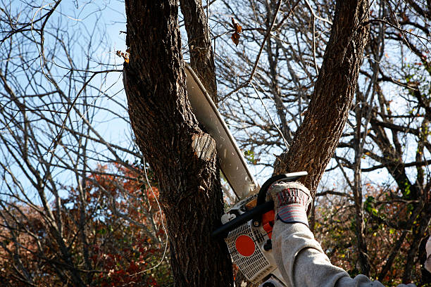 Best Tree Trimming and Pruning  in Palmer, TX